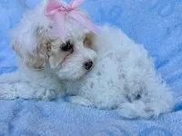 Jessie, a female Maltipoo for sale in Riverside, CA – 4 of 5
