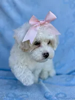 Jessie, a female Maltipoo for sale in Riverside, CA – 5 of 5