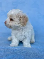 Brittany , a female Maltipoo for sale in Riverside, CA – 4 of 6