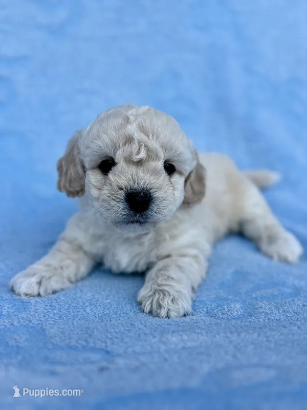 Jabarkus – Maltipoo puppy for sale in Riverside, CA