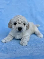Jabarkus, a male Maltipoo for sale in Riverside, CA – 1 of 3