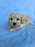 Terrell , a male Maltipoo for sale in Riverside, CA – 4 of 5