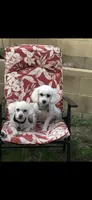 Tiffany , a female Maltipoo for sale in Riverside, CA – 3 of 3