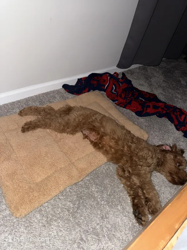 Judah – Goldendoodle puppy for sale in Clover, SC