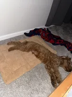 Judah, a male Goldendoodle for sale in Clover, SC – Photo 1 of 3