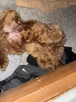 Judah, a male Goldendoodle for sale in Clover, SC – Photo 2 of 3