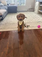 Judah, a male Goldendoodle for sale in Clover, SC – Photo 3 of 3