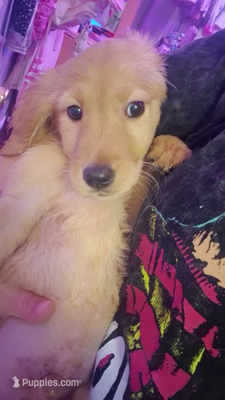 Luke  – Golden Retriever puppy for sale in Anderson, IN