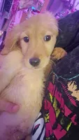 Luke , a male Golden Retriever for sale in Anderson, IN – 1 of 3