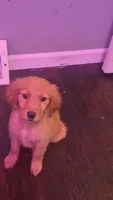 Luke , a male Golden Retriever for sale in Anderson, IN – 2 of 3