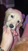 Eddy, a male Golden Retriever for sale in Anderson, IN – 2 of 2