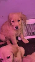 Frank , a male Golden Retriever for sale in Anderson, IN – 2 of 2