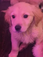 Ed , a male Golden Retriever for sale in Anderson, IN – 4 of 4