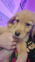 Luke , a male Golden Retriever for sale in Anderson, IN – 3 of 3