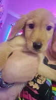Lucy , a female Golden Retriever for sale in Anderson, IN – 3 of 4