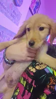 Lucy , a female Golden Retriever for sale in Anderson, IN – 4 of 4