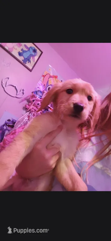 Frank  – Golden Retriever puppy for sale in Anderson, IN