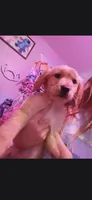 Frank , a male Golden Retriever for sale in Anderson, IN – 1 of 2