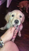 Ed , a male Golden Retriever for sale in Anderson, IN – 2 of 4