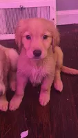 Lucy , a female Golden Retriever for sale in Anderson, IN – 2 of 4