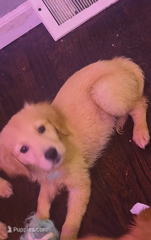 Ed  – Golden Retriever puppy for sale in Anderson, IN