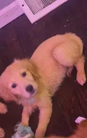 Ed , a male Golden Retriever for sale in Anderson, IN – 1 of 4