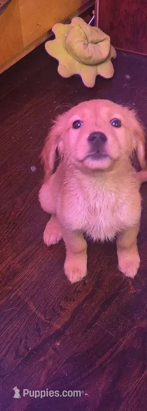 Eddy – Golden Retriever puppy for sale in Anderson, IN