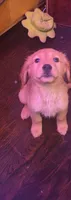 Eddy, a male Golden Retriever for sale in Anderson, IN – 1 of 2