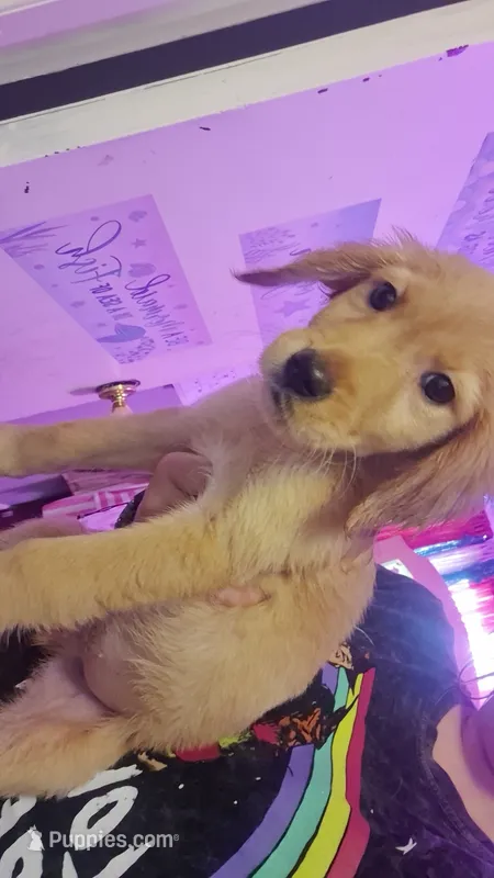 Lucy  – Golden Retriever puppy for sale in Anderson, IN
