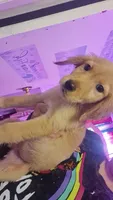 Lucy , a female Golden Retriever for sale in Anderson, IN – 1 of 4