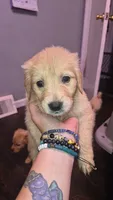 Ed , a male Golden Retriever for sale in Anderson, IN – 3 of 4