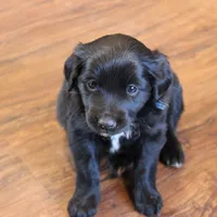 Blue, a male Australian Shepherd and Golden Retriever for sale in Magalia, CA – Photo 5 of 8