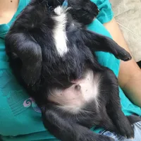 Blue, a male Australian Shepherd and Golden Retriever for sale in Magalia, CA – Photo 6 of 8