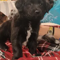 Blue, a male Australian Shepherd and Golden Retriever for sale in Magalia, CA – Photo 7 of 8