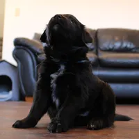 Blue, a male Australian Shepherd and Golden Retriever for sale in Magalia, CA – Photo 1 of 8