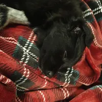 Blue, a male Australian Shepherd and Golden Retriever for sale in Magalia, CA – Photo 8 of 8