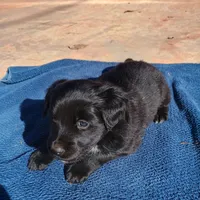 Blue, a male Australian Shepherd and Golden Retriever for sale in Magalia, CA – Photo 4 of 8