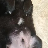 Red, a male Australian Shepherd and Golden Retriever for sale in Magalia, CA – Photo 4 of 4