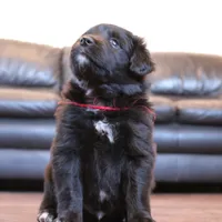 Red, a male Australian Shepherd and Golden Retriever for sale in Magalia, CA – Photo 1 of 4
