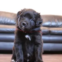 Red, a male Australian Shepherd and Golden Retriever for sale in Magalia, CA – Photo 3 of 4