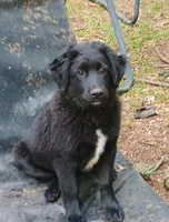 orange, a male Australian Shepherd and Golden Retriever for sale in Sacramento, CA – Photo 6 of 6