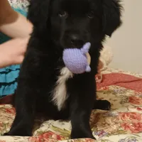 orange, a male Australian Shepherd and Golden Retriever for sale in Magalia, CA – Photo 3 of 5