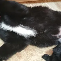 orange, a male Australian Shepherd and Golden Retriever for sale in Magalia, CA – Photo 2 of 5