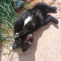 orange, a male Australian Shepherd and Golden Retriever for sale in Magalia, CA – Photo 5 of 5