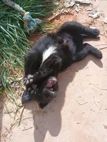 orange, a male Australian Shepherd and Miniature Golden Retriever for sale in Castle Valley, UT – Photo 3 of 3