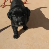Teal, a male Australian Shepherd and Golden Retriever for sale in Magalia, CA – Photo 2 of 6