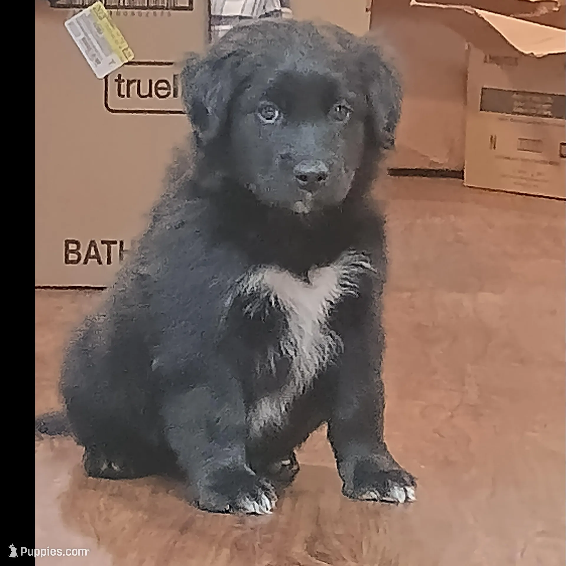 Teal, a male Australian Shepherd and Golden Retriever for sale in Magalia, CA – Photo 5 of 6