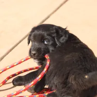Teal, a male Australian Shepherd and Golden Retriever for sale in Magalia, CA – Photo 4 of 6