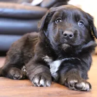 Teal, a male Australian Shepherd and Golden Retriever for sale in Magalia, CA – Photo 1 of 6