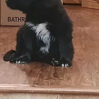 Teal, a male Australian Shepherd and Golden Retriever for sale in Magalia, CA – Photo 6 of 6